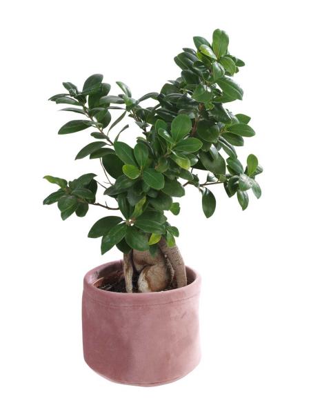 Aufbewahrungskorb aus Samt in rosa | Mobile Wohnspass